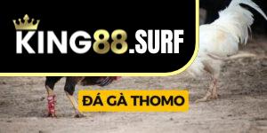 Đá gà Thomo King88 - Xem chọi gà trực tiếp, cược sôi động