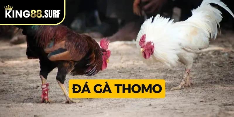 Đá gà Thomo King88 - Xem chọi gà trực tiếp, cược sôi động